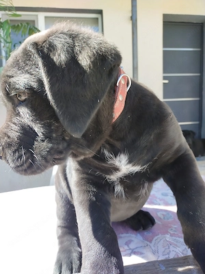 De vânzare 6 puiuti Cane Corso de 2luni