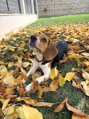 Beagle femela 7 luni tricolor