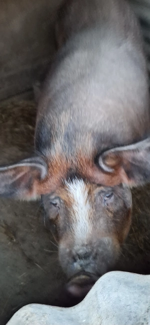 Vand purcea duroc 