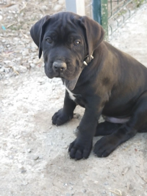 De vânzare 6 puiuti Cane Corso de 2luni - imagine 2