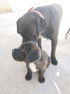 De vânzare 6 puiuti Cane Corso de 2luni - imagine 3