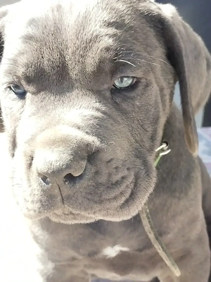 De vânzare 6 puiuti Cane Corso de 2luni - imagine 5