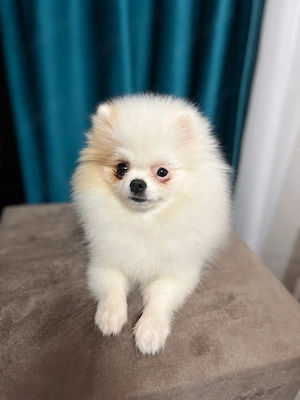 Pomeranian Femela