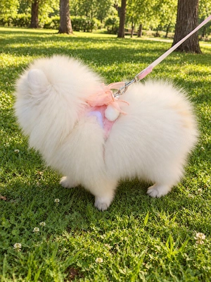 Pomeranian Femela - imagine 2