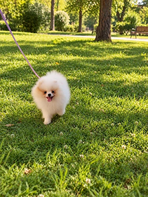 Pomeranian Femela - imagine 3