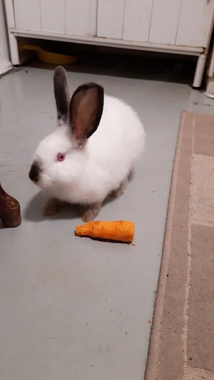  Pachete saptamanale Vand pasari ,rate si animale