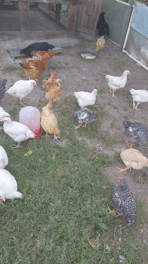  Pachete saptamanale Vand pasari ,rate si animale - imagine 4