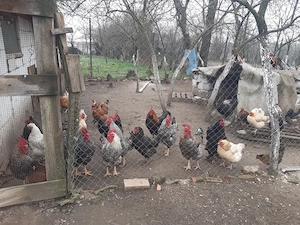  Pachete saptamanale Vand pasari ,rate si animale - imagine 2