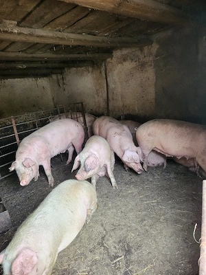 Porci de vânzare  - imagine 3