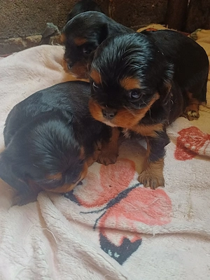 Vand Cavalier King Charles  - imagine 4