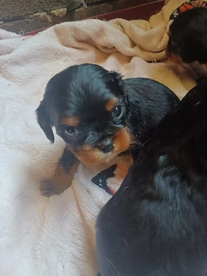 Vand Cavalier King Charles  - imagine 2
