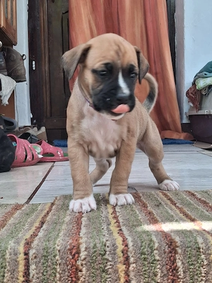 de vânzare cățeluși rasa boxer - imagine 2