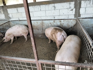 Porci crescuți în gospodăria proprie  - imagine 2