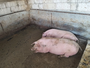 Porci crescuți în gospodăria proprie 