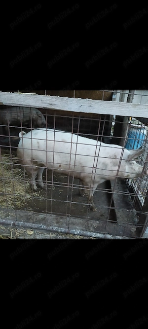 Avem porci de vânzare. Crescuți cat se poate de natural - imagine 4
