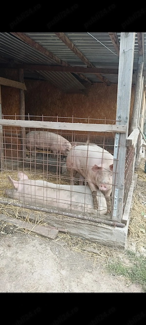 Avem porci de vânzare. Crescuți cat se poate de natural - imagine 5