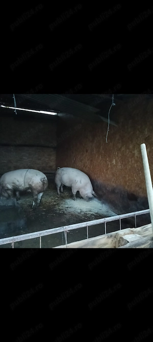 Avem porci de vânzare. Crescuți cat se poate de natural - imagine 2