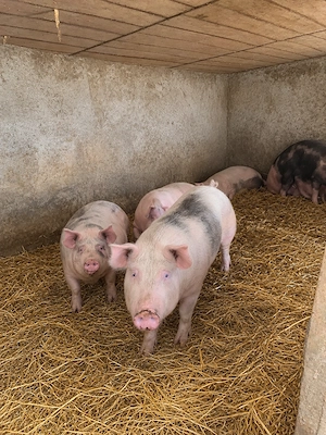 Vand porci si purcei