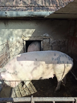 Vand porci