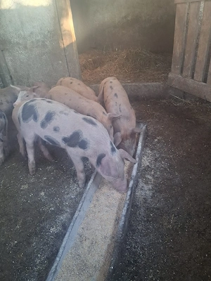 Porci de vânzare - imagine 3