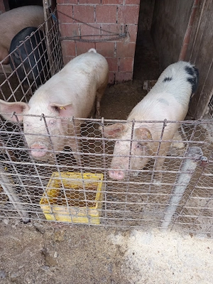 vând porci grași 