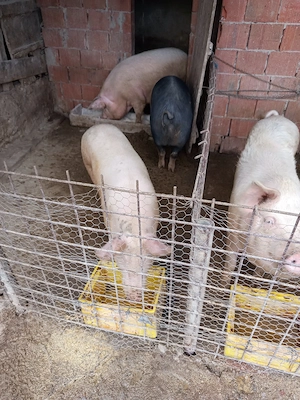 vând porci grași  - imagine 4