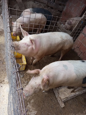 vând porci grași  - imagine 2