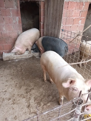 vând porci grași  - imagine 3