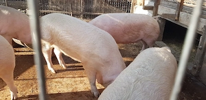Porci de carne