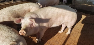 Porci de carne - imagine 2