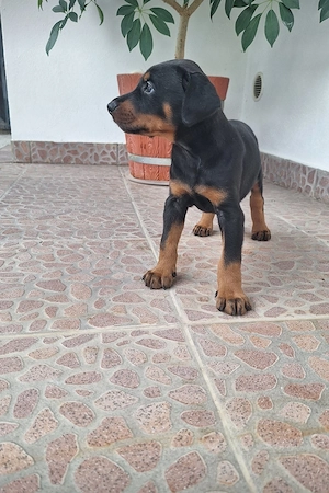 Pui rasa doberman - imagine 3