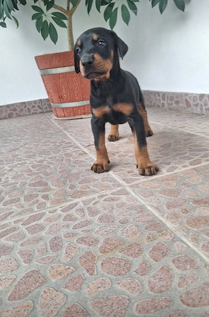 Pui rasa doberman - imagine 2