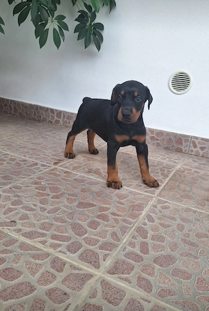 Pui rasa doberman