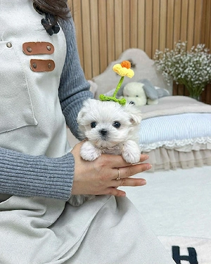 Bichon maltez mini toy poze reale  - imagine 3