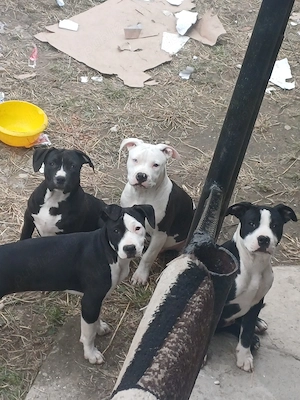Pui Amstaff 