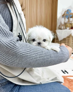 Bichon maltez mini toy poze reale  - imagine 2
