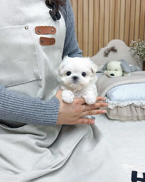 Bichon maltez mini toy poze reale  - imagine 4