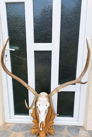 Trofeu coarne cerb