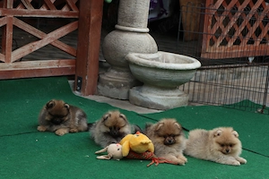 Pomeranian mini toy roscat cu pedigree A -FCI si pasaport  - imagine 4