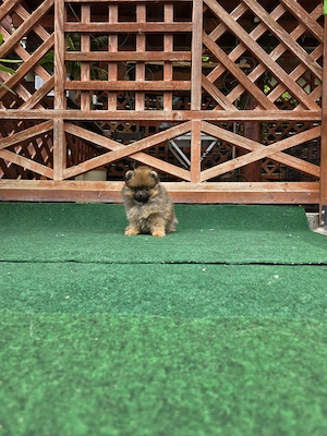 Pomeranian mini toy roscat cu pedigree A -FCI si pasaport  - imagine 3