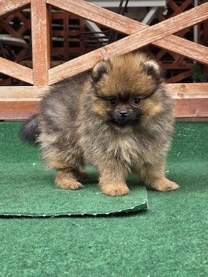 Pomeranian mini toy roscat cu pedigree A -FCI si pasaport  - imagine 2