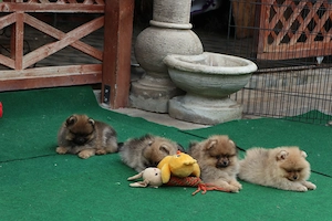 Pomeranian mini toy roscat cu pedigree A -FCI si pasaport  - imagine 5