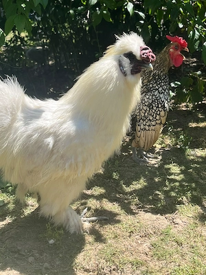 Cocoși de rasa de vanzare 