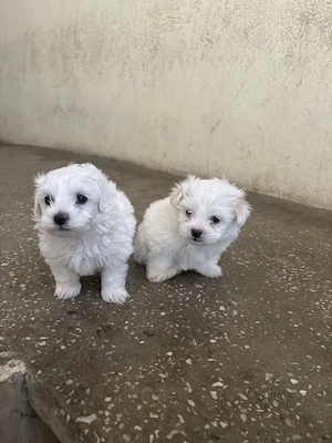 Bichon de vânzare 