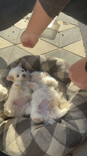 Bichon de vânzare  - imagine 3
