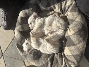 Bichon de vânzare  - imagine 4
