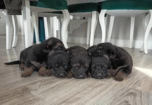 Pui ciobanesc german cu pedigree - imagine 2