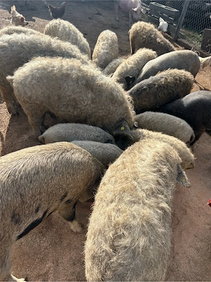 Porci mangalita de vanzare 