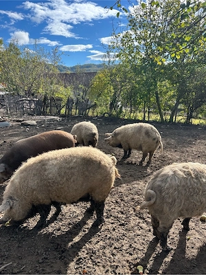 Porci mangalita de vanzare 