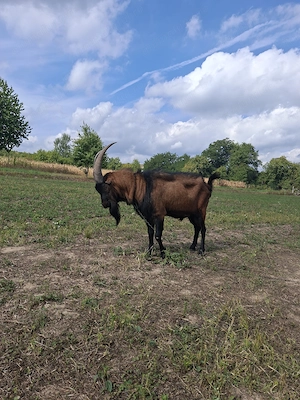 Vând țap alpin francez 2,5 ani foarte bun reproducător!!! - imagine 2